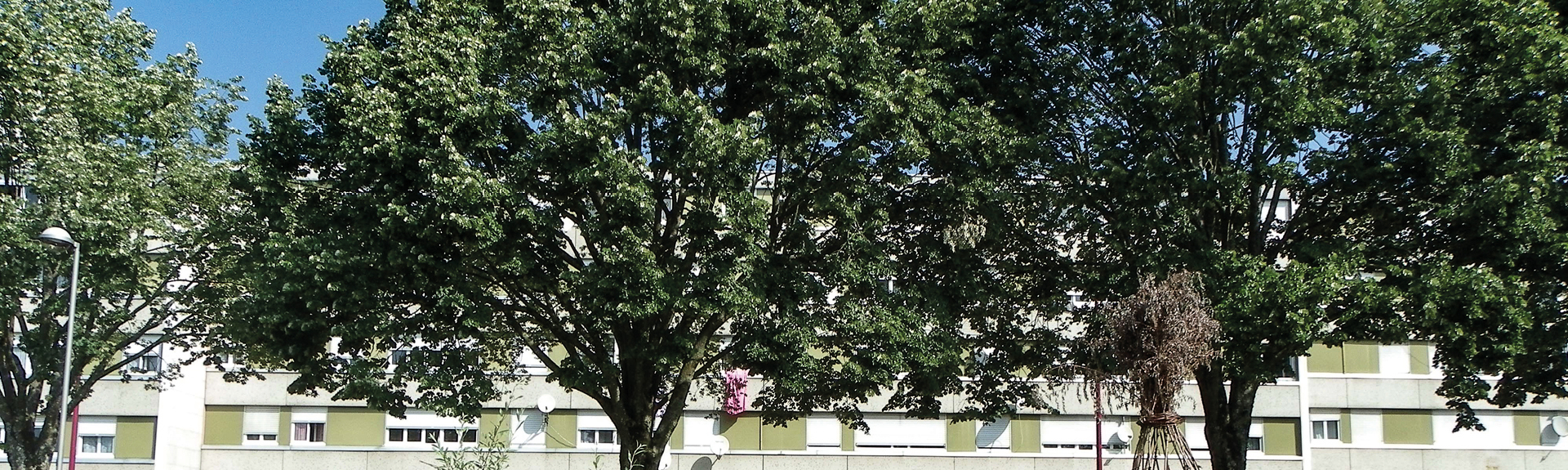 Panoramique arbres Square