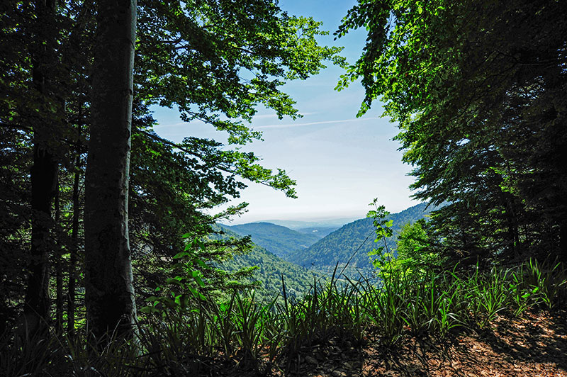 Vue sur les Vosges