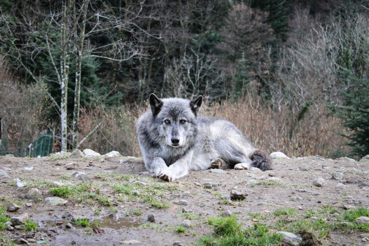 chien-loup-lepuix