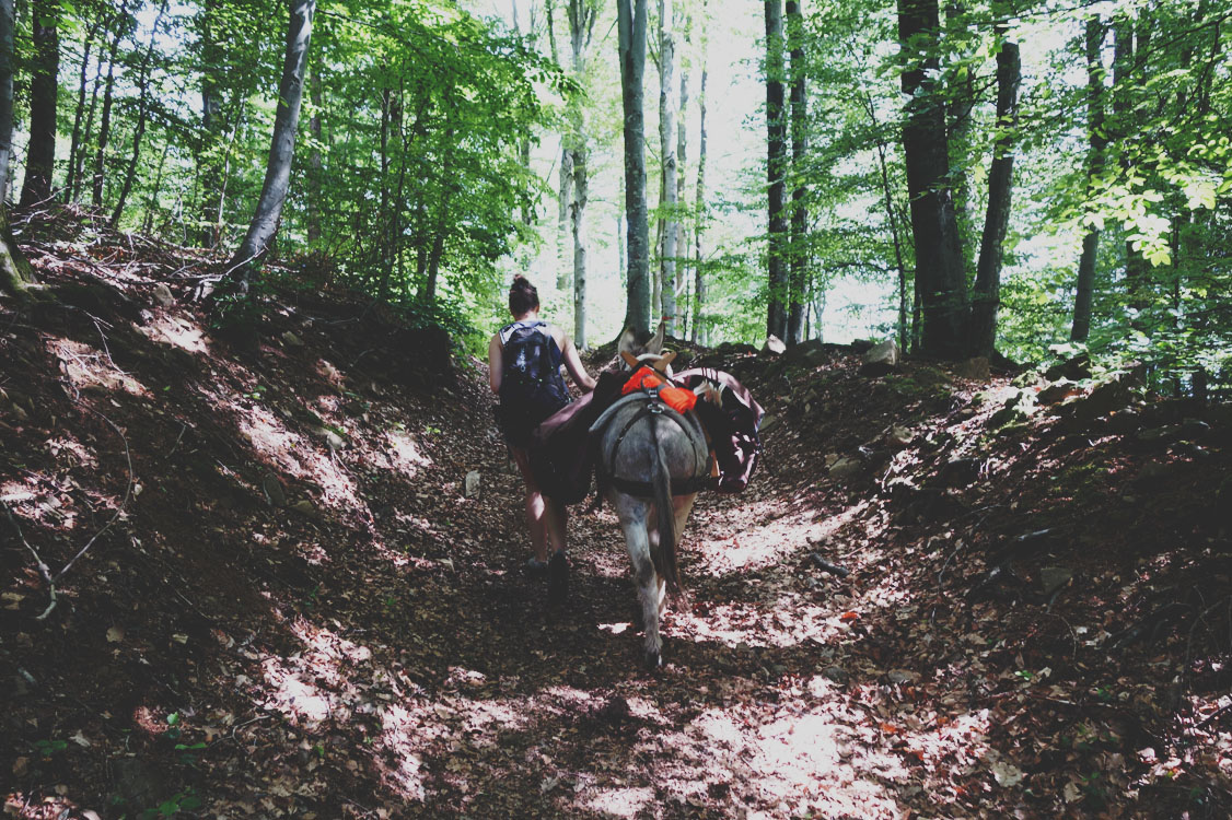 randonnée dans les vosges du sud avec un âne