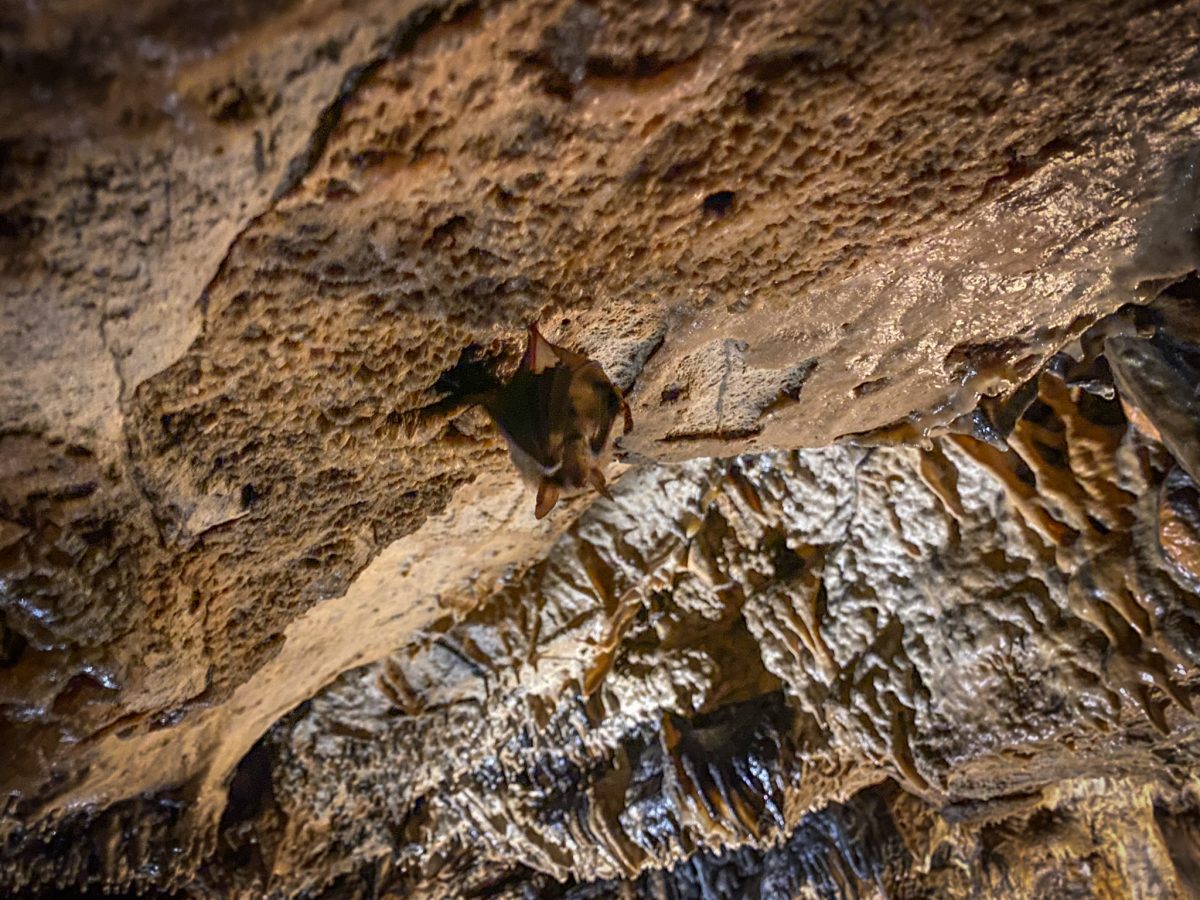 chauve-souris grotte de cravanche