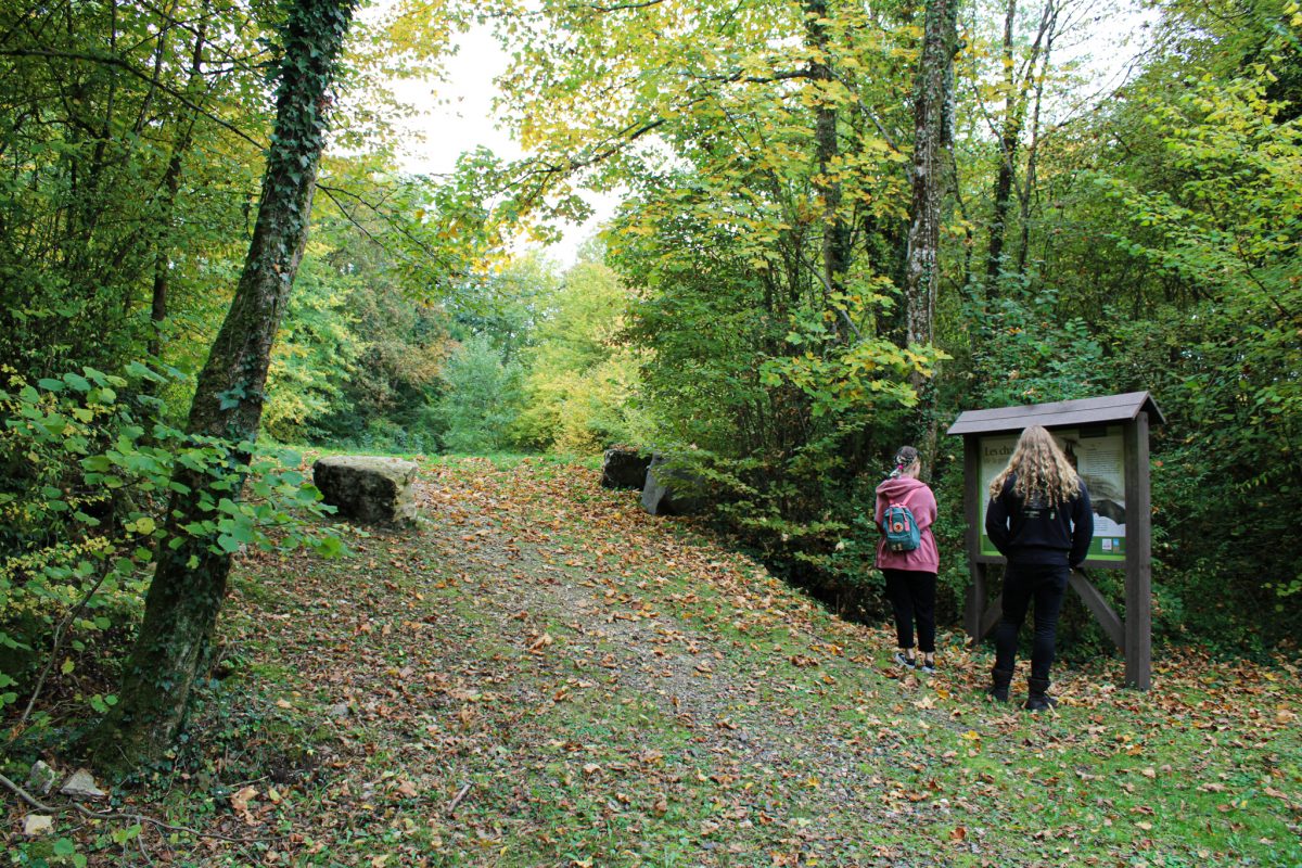 forêt du mont