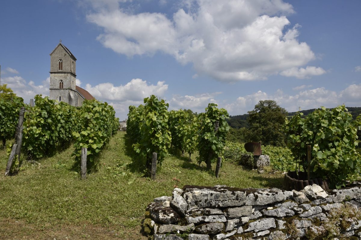 vignes st dizier l'evêque