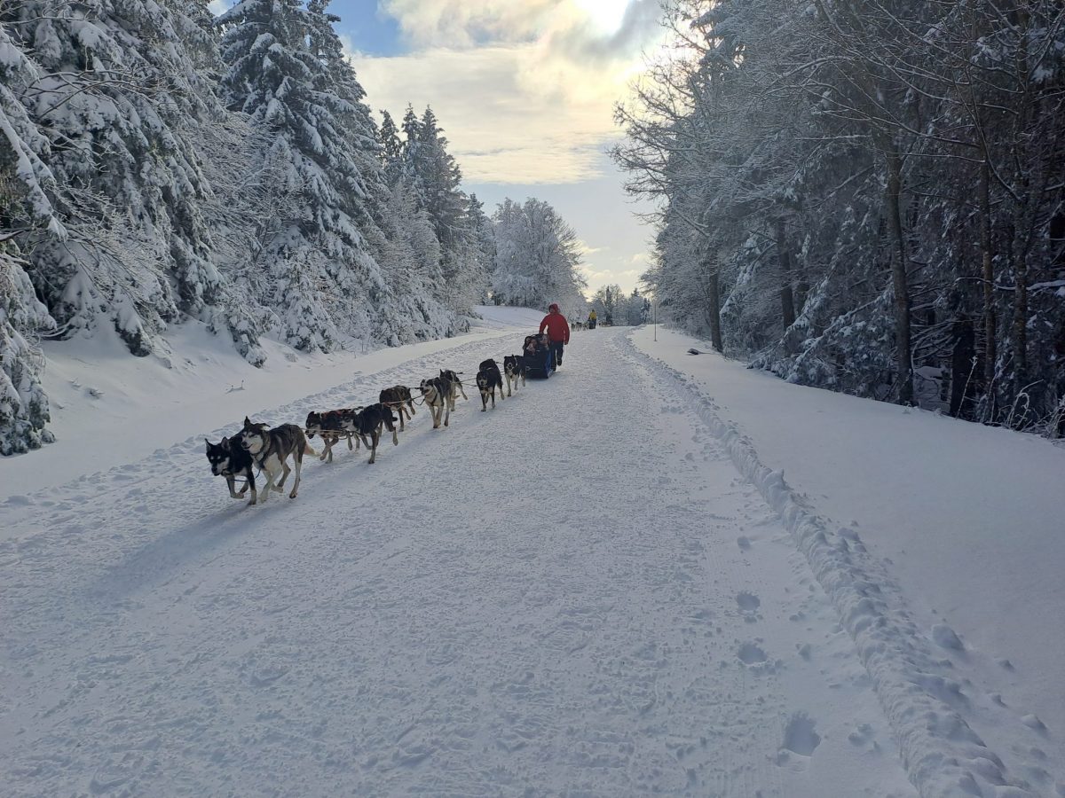 chiens de traineau Ballon d'Alsace