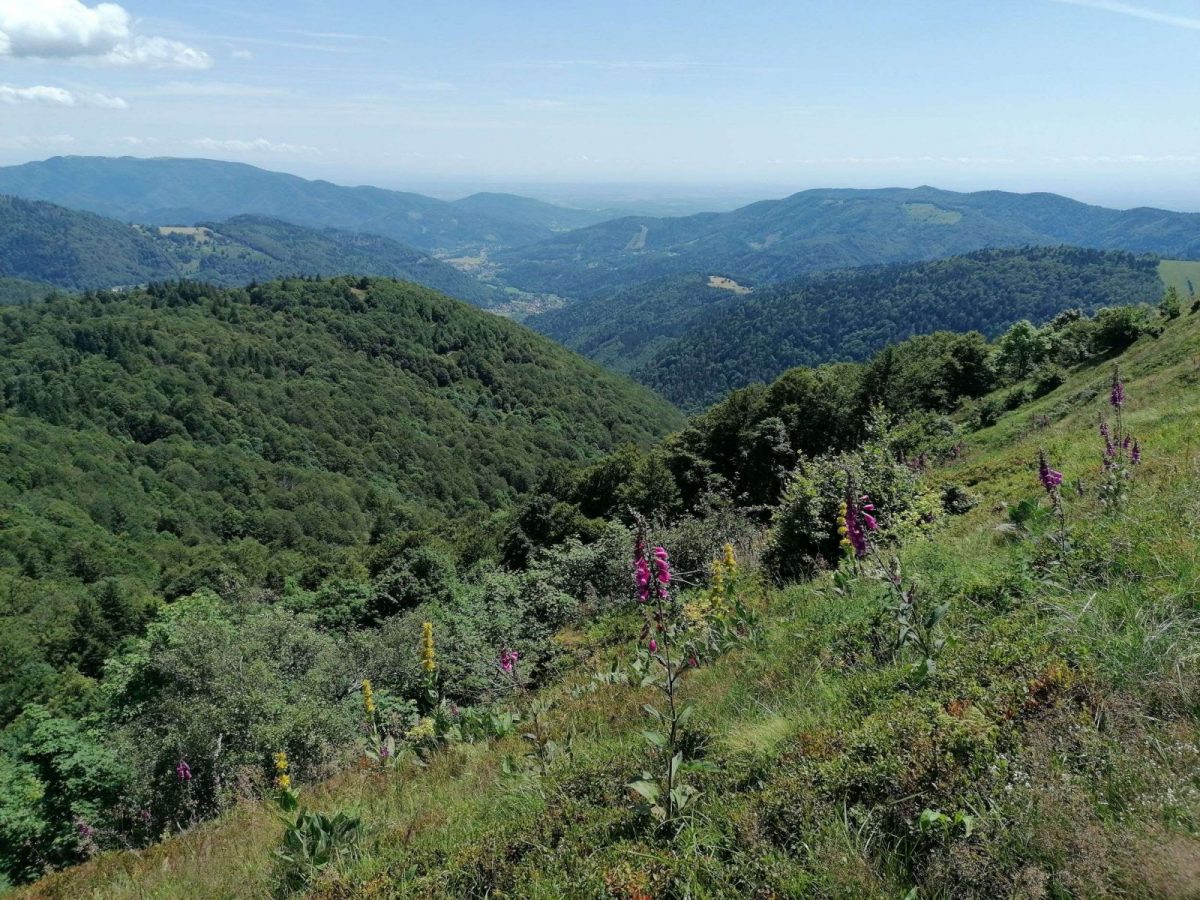 Escape Game nature au Ballon d’Alsace