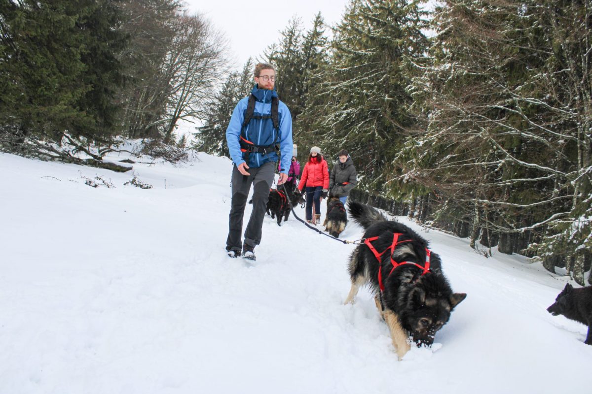 cani-rano-hiver