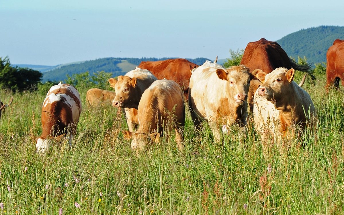 FERME BABÉ_1