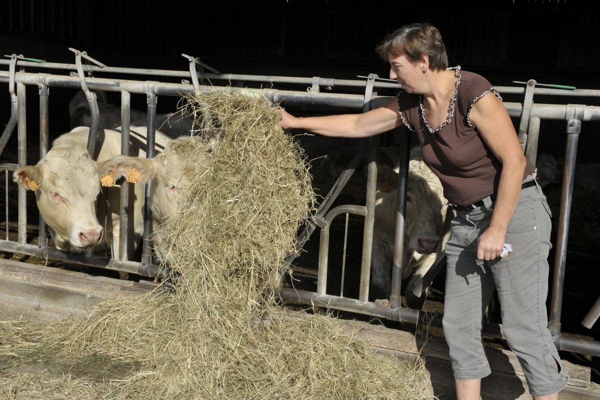 FERME BABÉ_2