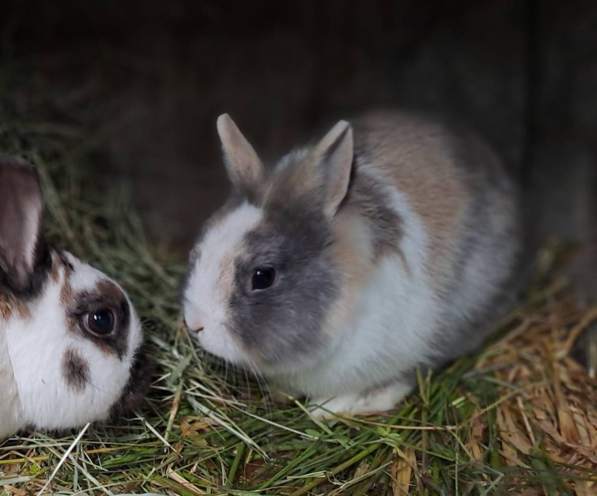 Lapins de la ferme