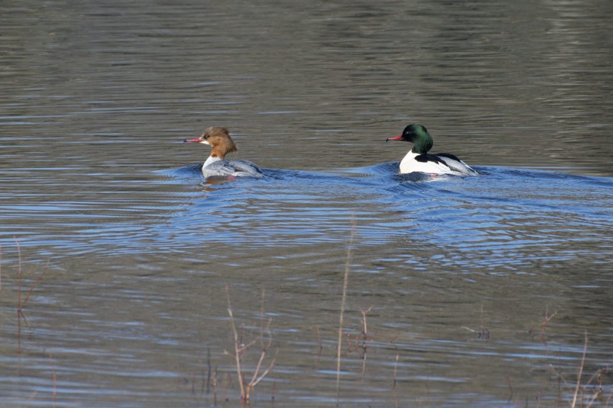 DSC_3990_DxO