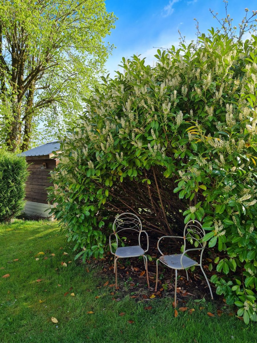 Pour un tête à tête sous le laurier_48