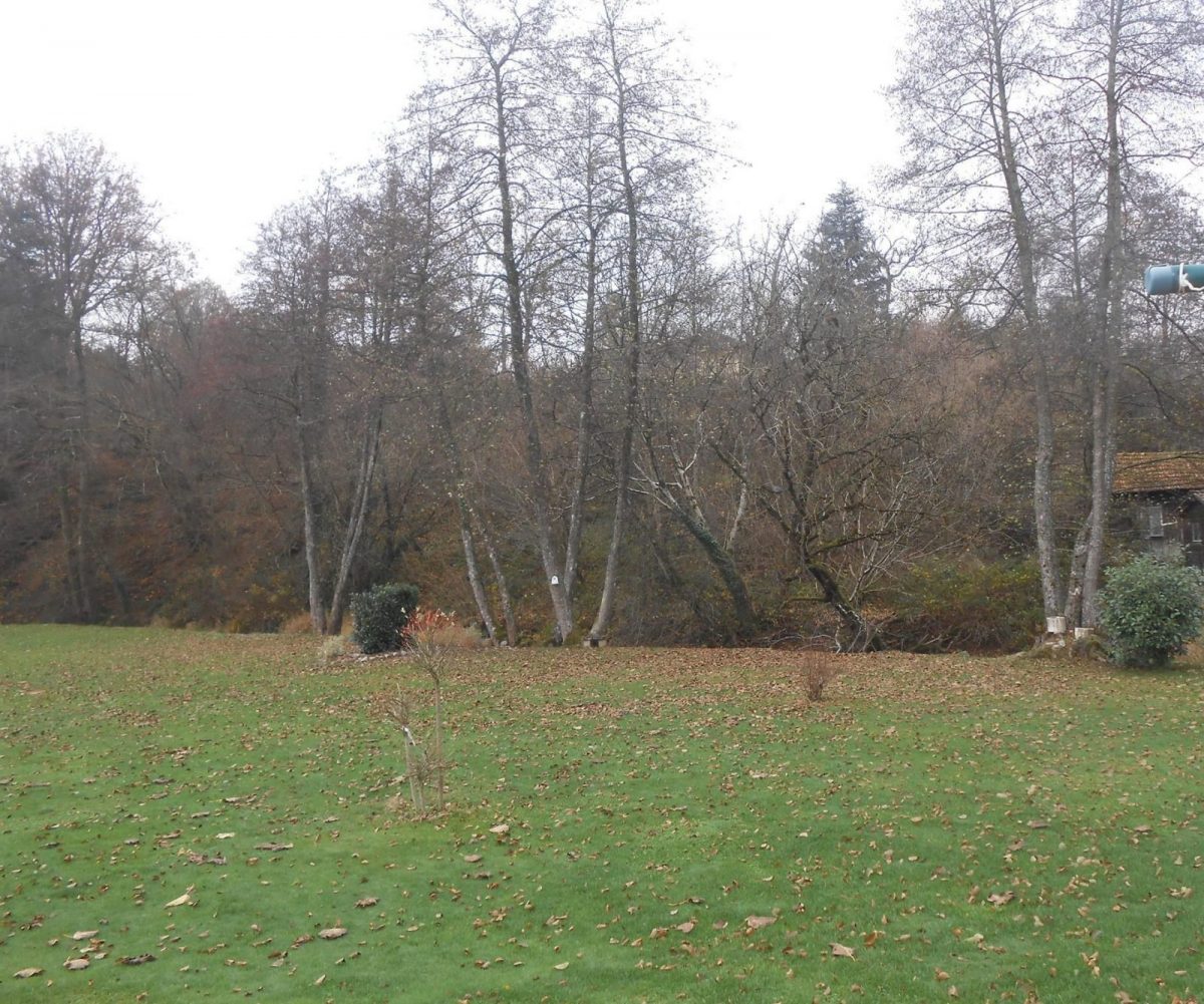 Les arbres offrent un tapis de feuilles à la pelou_42