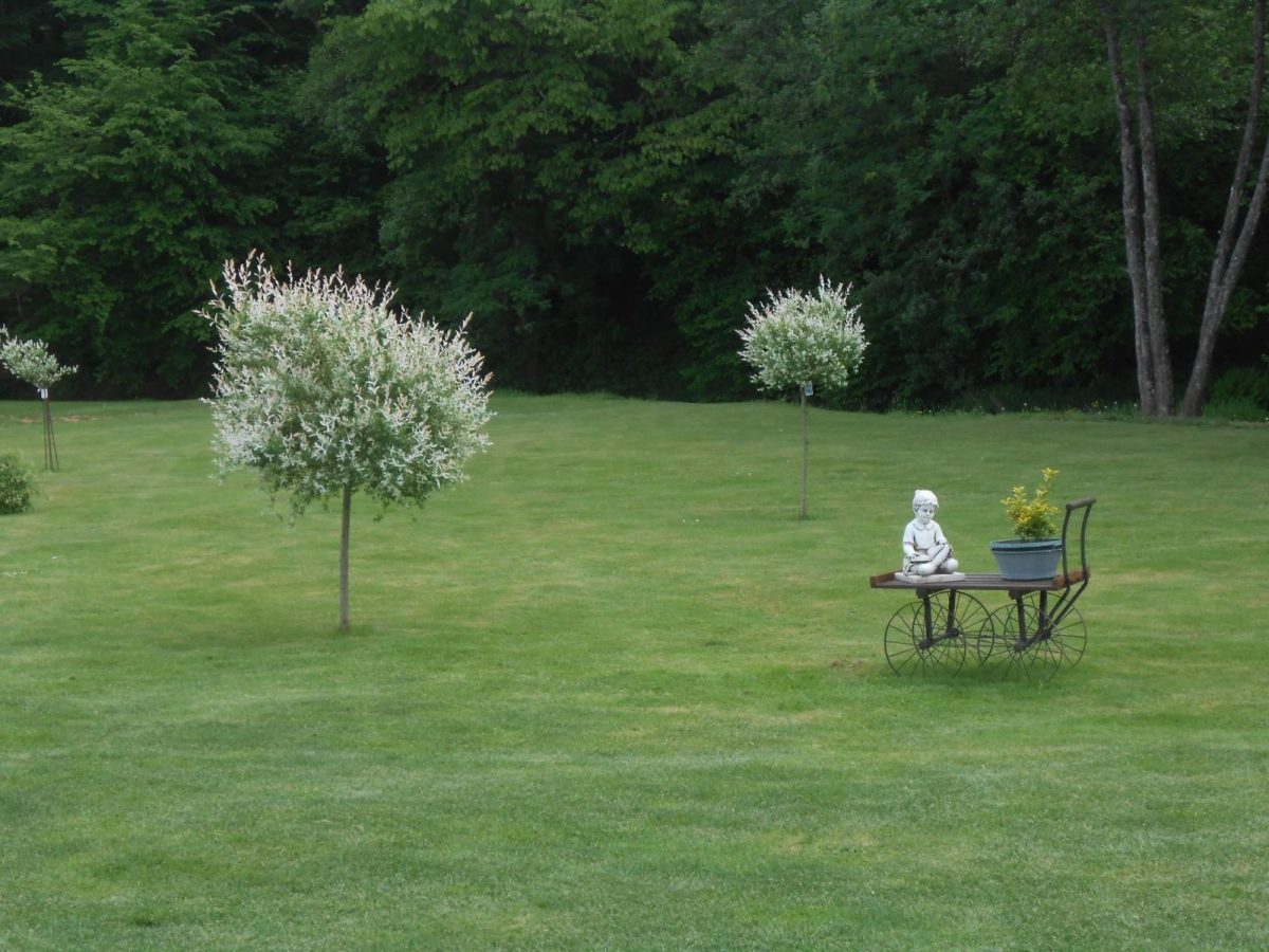 Saule crevette en fleurs_35