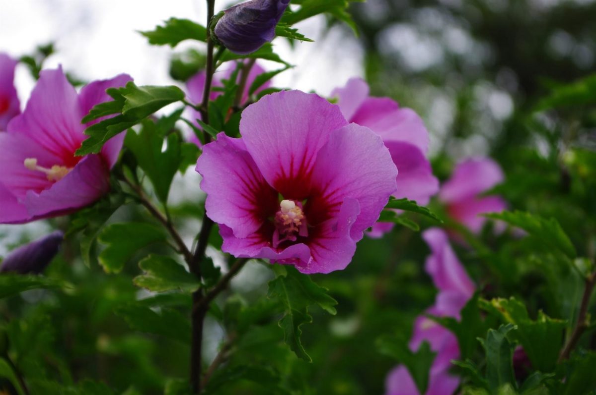 Gîte Les Hibiscus_22