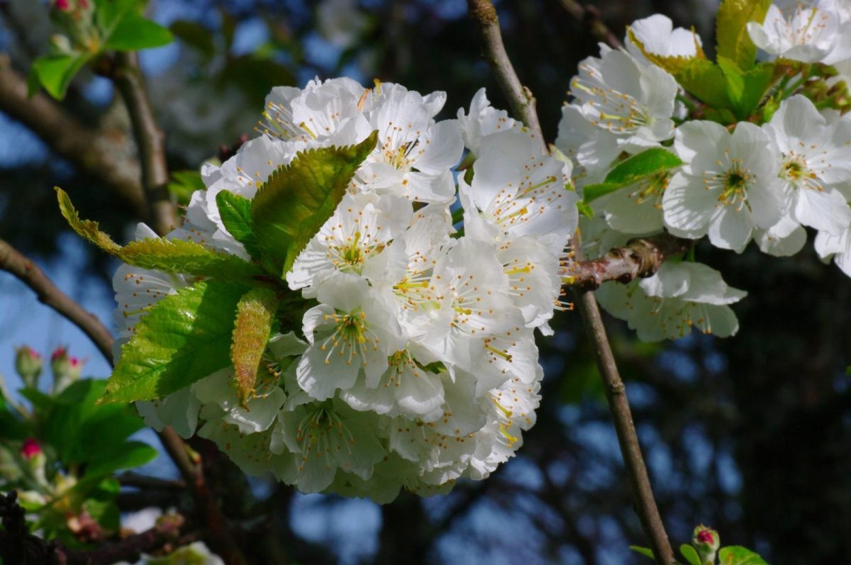 Cerisier en fleurs_48