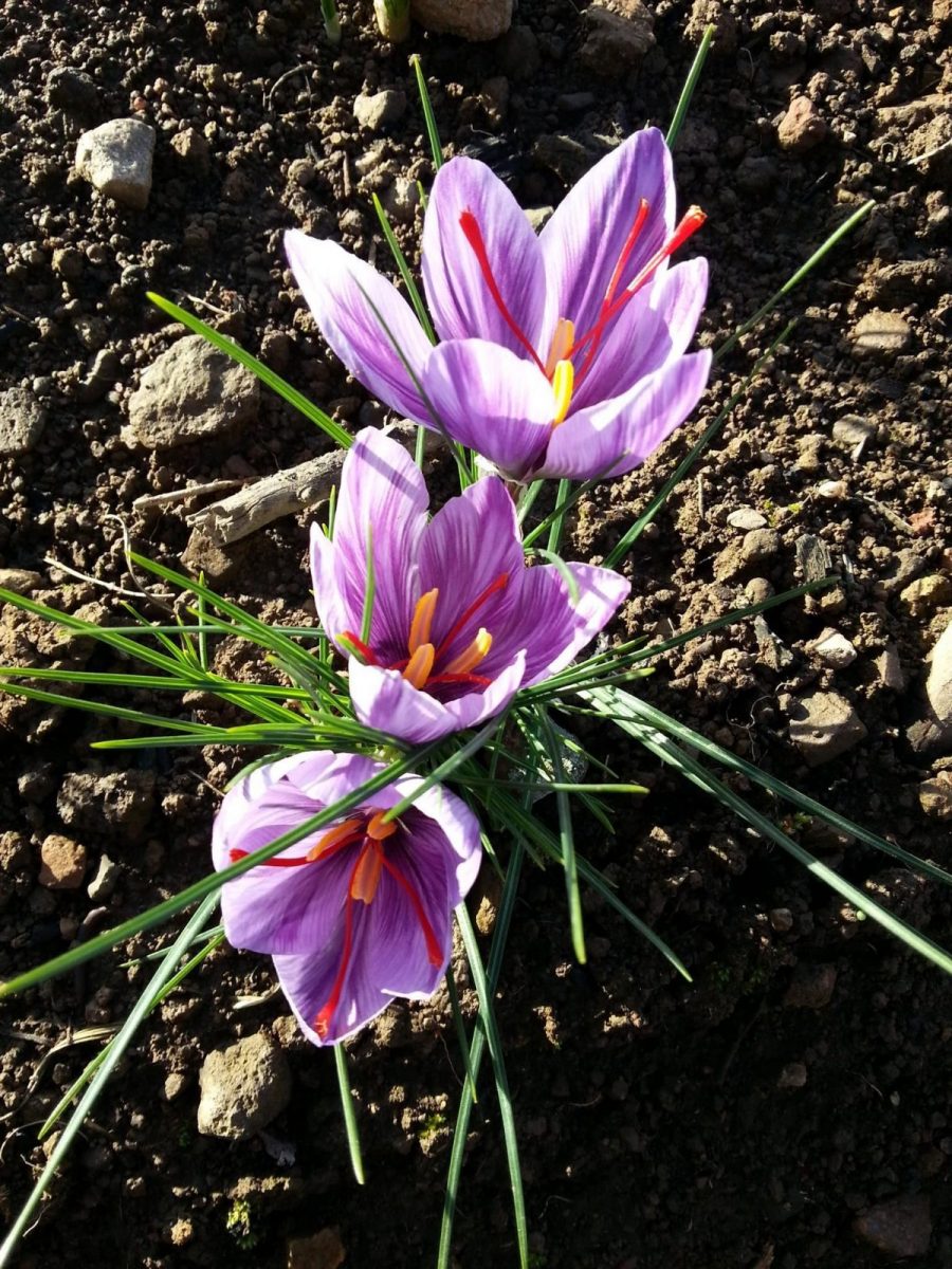 crocus sativus_21