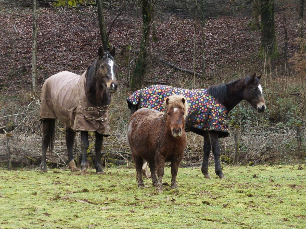 Chemin du Tremblet. Chevaux juste derrière le gite