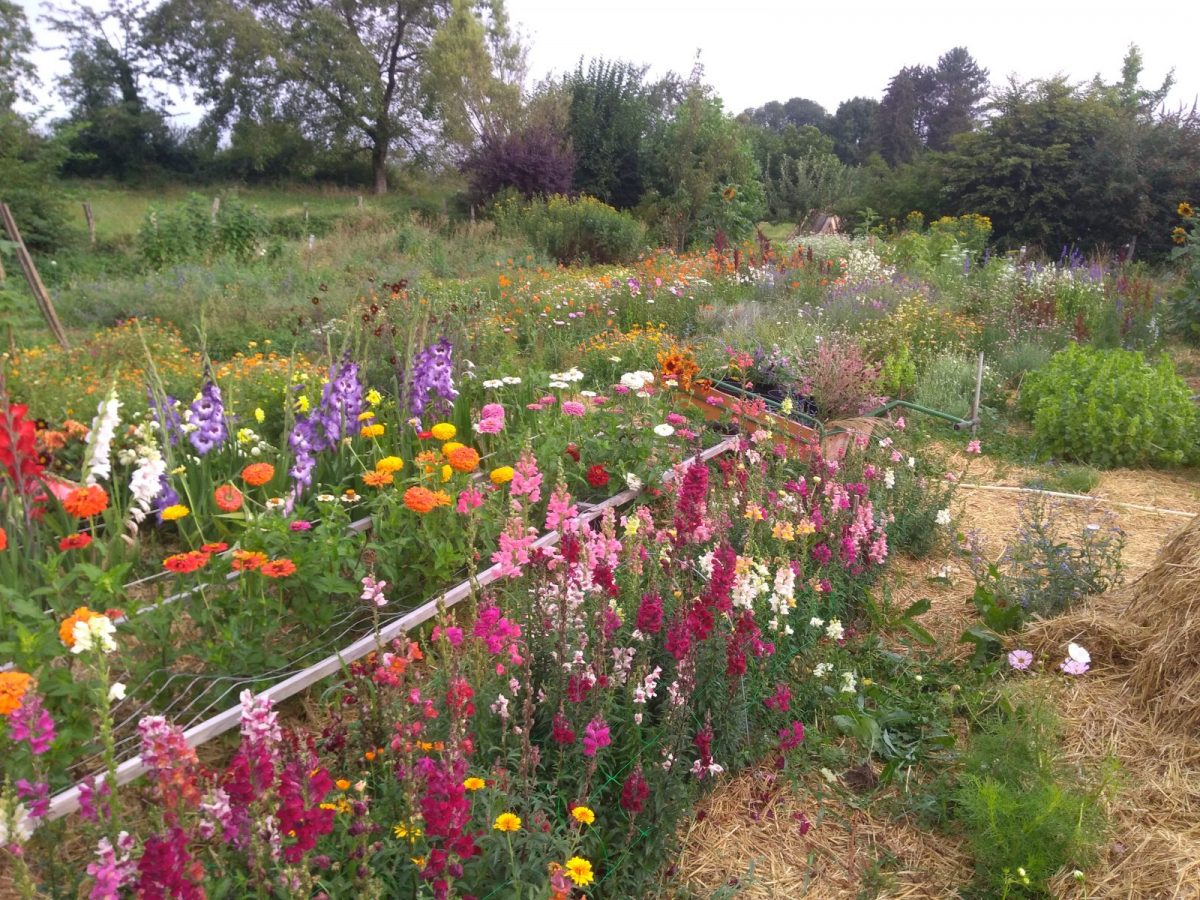 Champ de fleurs