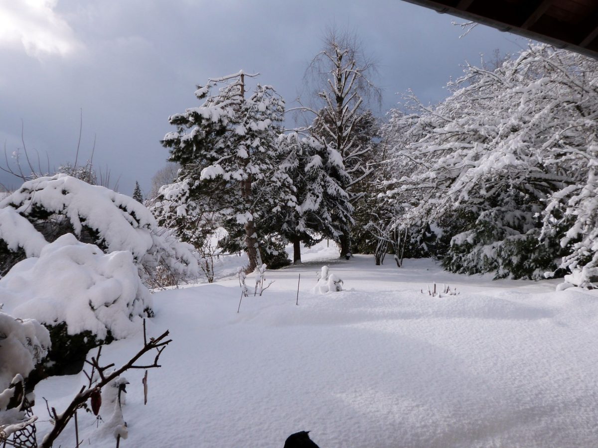 NEIGE 3
