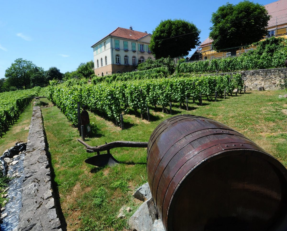 Vigne Saint Dizier Evêque