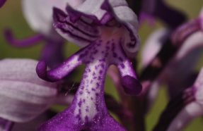 Les orchidées de Bourogne Le 12 juin 2024