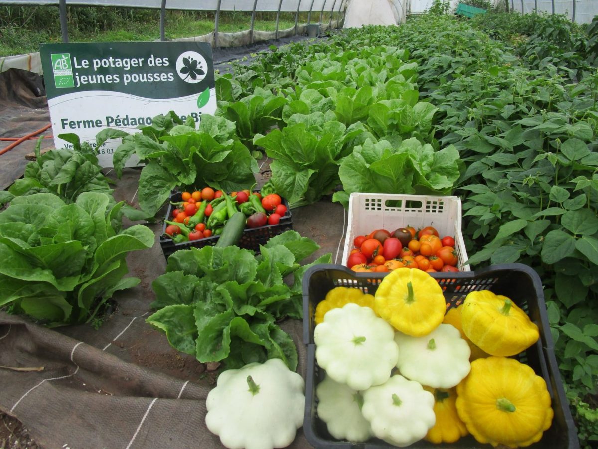 le potager des jeunes pousses