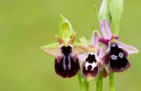 Découvertes des orchidées de Chèvremont Le 18 mai 2024
